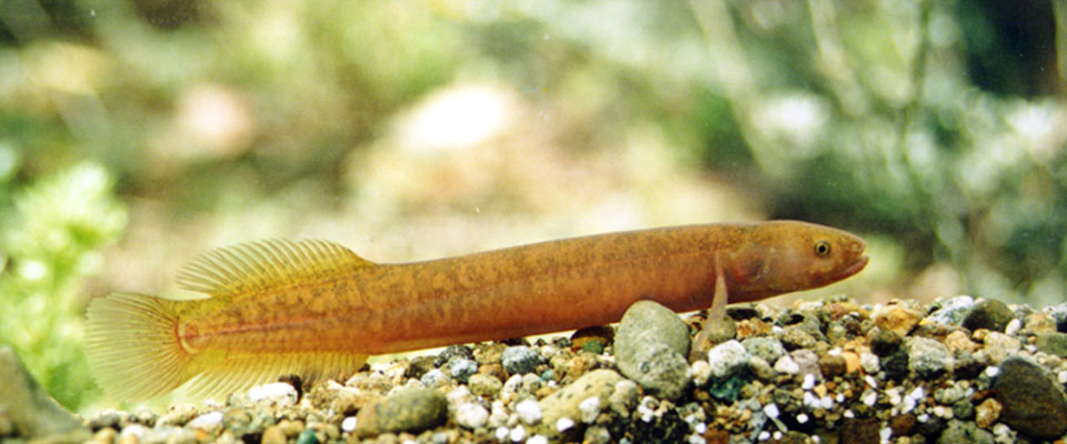 Indiginous Brown mudfish