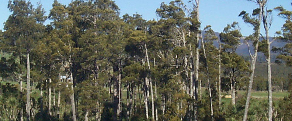 Kahikitea growing on the fringe of the wetland