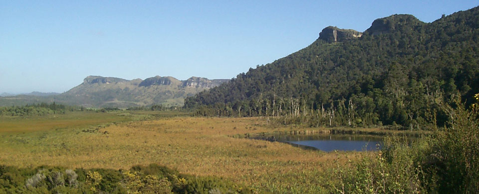 Mature kahikitea on fringe of wetland