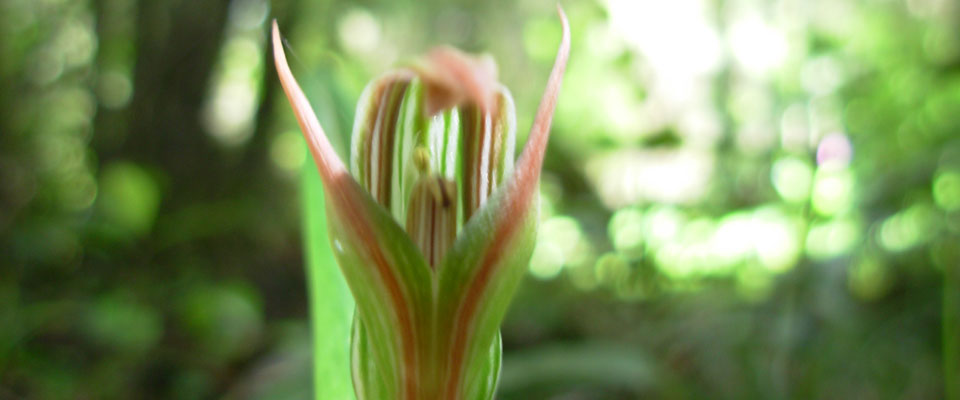 Native orcchids on the track