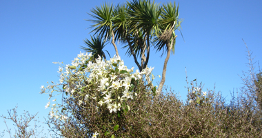 native clamatis in cabbage tree