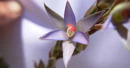 Describe the photo or the page it links to