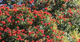 Describe the photo or the page it links to