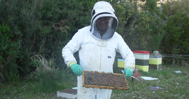 working with the bees